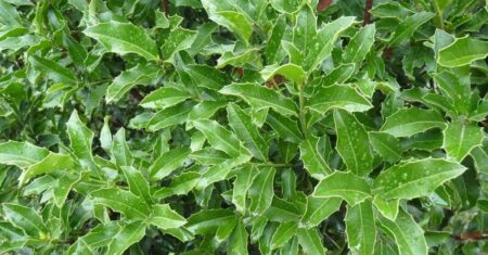 7 Benefícios da Espinheira-Santa para Sua Saúde e Utilizá-la de Forma Eficaz