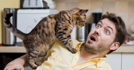 Gato Urinando Espiritualmente: O que Significa?